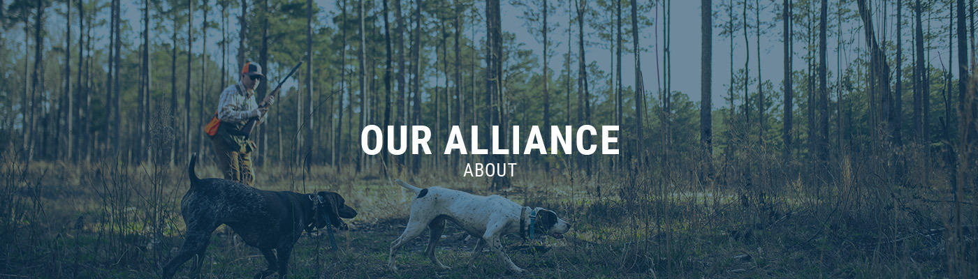 Banner Image - Desktop